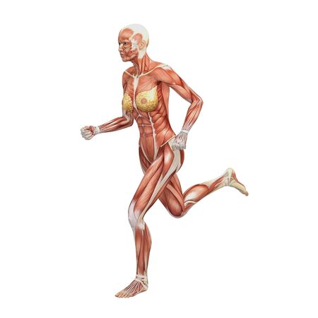 Female anatomy and musclesの写真素材