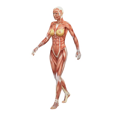 Female anatomy and musclesの写真素材