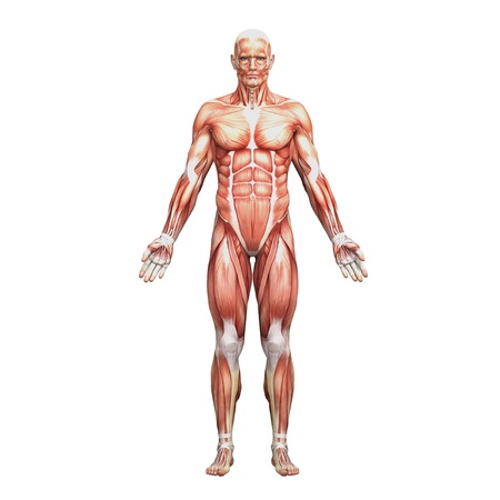 Male anatomy and musclesの写真素材