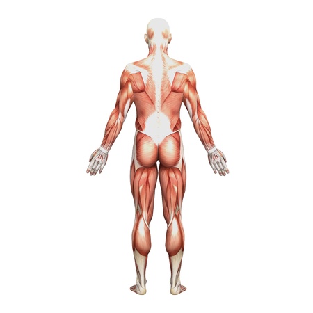 Male anatomy and musclesの写真素材