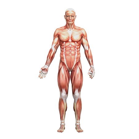 Male anatomy and musclesの写真素材