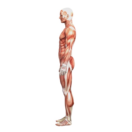 Male anatomy and musclesの写真素材