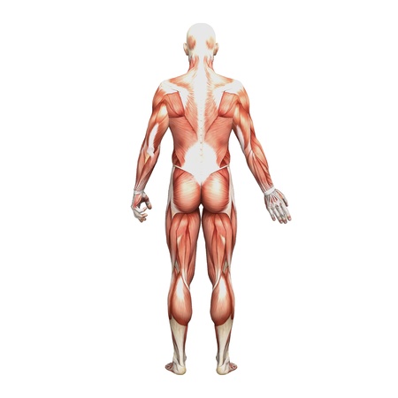Male anatomy and musclesの写真素材