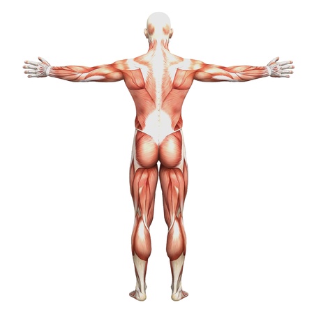 Male anatomy and musclesの写真素材