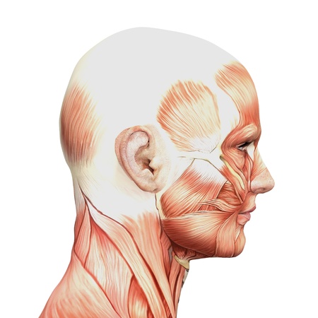 Male anatomy and musclesの写真素材