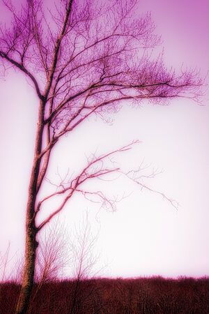 Purple Rainの写真素材