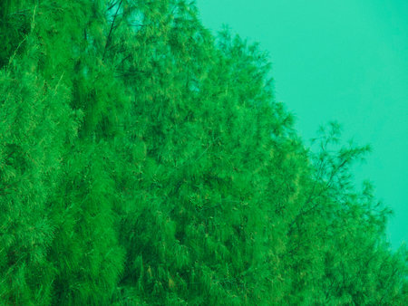 Tamarisk Tree with leaves  and blue sky