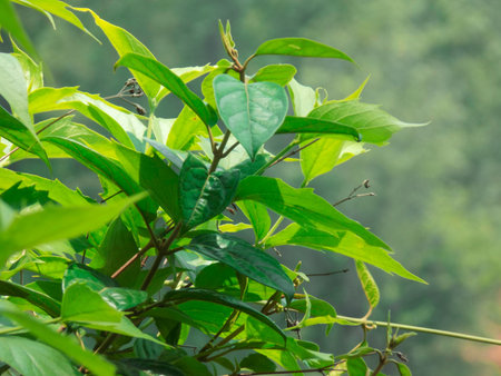 Climbing plants and leaves with blur backgroundの写真素材