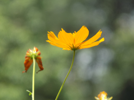 Gleaming Marigold; Tagetes lucidaの写真素材