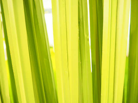 Green leaf backgroundの写真素材
