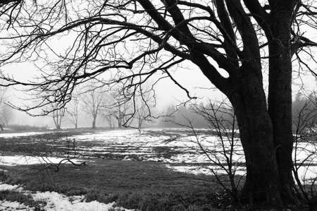 A lonely tree overlooks a farmers field as spring approaches.の写真素材