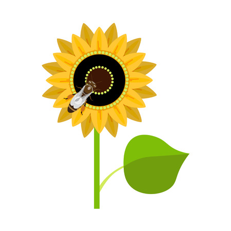 Sunflower with bee. Vector illustration isolated on white backgroundのイラスト素材
