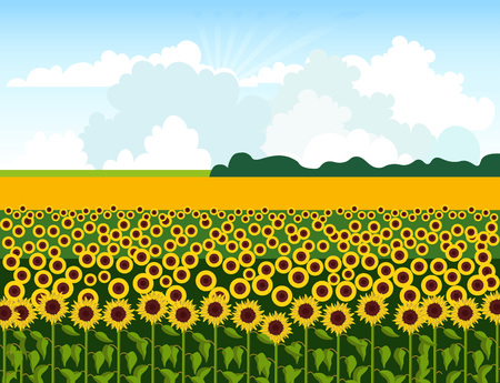 Field of sunflowers. Vector illustrationのイラスト素材