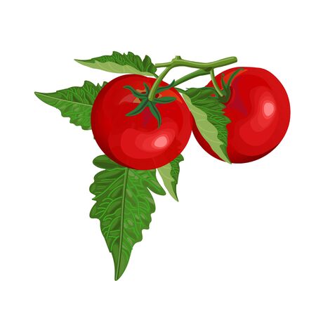 Two tomatoes with leaves. Vector illustrationのイラスト素材