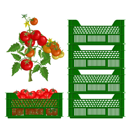 Plastic boxes and tomatoes. Vector illustrationのイラスト素材