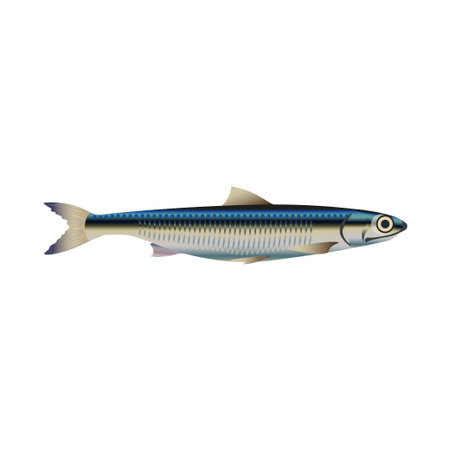 Anchovy fish. Vector illustration on the white backgroundのイラスト素材