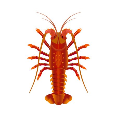 Rock spiny lobster isolated on white background. Vector illustrationのイラスト素材