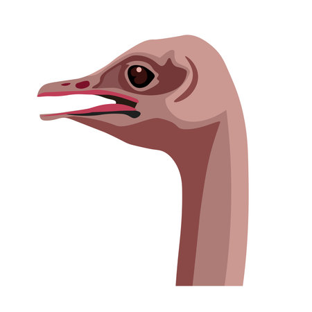 Ostrich head. Vector illustration isolated on the white background.のイラスト素材