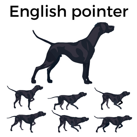 Set of vector pointer dog. Vector illustration isolated on the white background.のイラスト素材