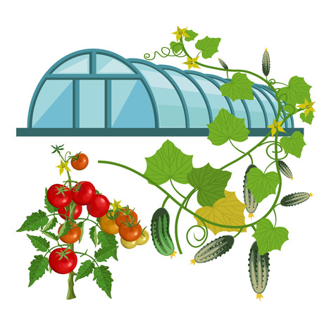 Greenhouse with tomatoes and cucumbers. Vector illustration isolated on the white backgroundのイラスト素材