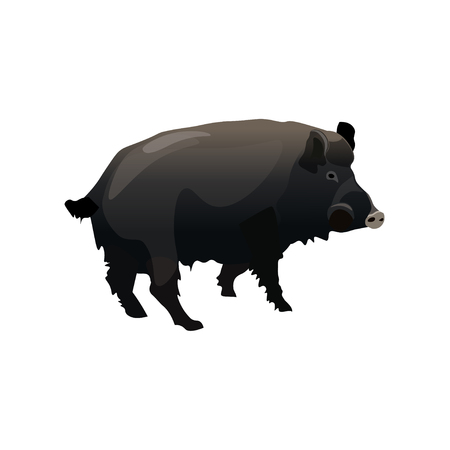 Single wild boar. Vector illustration isolated on white background.のイラスト素材
