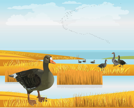 Waterscape with wild geese. Vector illustrationのイラスト素材