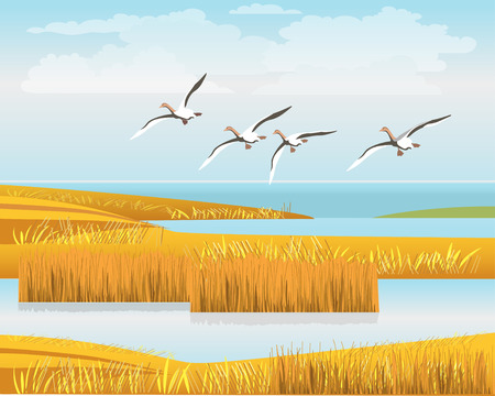 A flock of wild geese flying over the reeds. Beautiful landscape. Vector illustrationのイラスト素材
