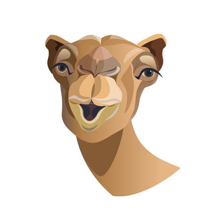 Head of a camel close-up, front view. Vector illustration isolated on white backgroundのイラスト素材