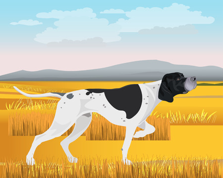 Adult black and white English pointer working in the field. Vector illustrationのイラスト素材