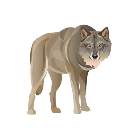 Gray wolf standing. Vector illustration isolated on white background