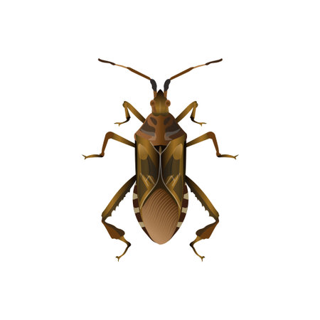 Western conifer seed bug. Vector illustration isolated on white backgroundのイラスト素材