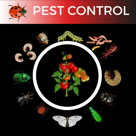 Set of different types of pest insects with bush of tomatoes. Vector illustration isolated on black backgroundのイラスト素材