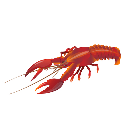 Red lobster. Vector illustration isolated on the white backgroundのイラスト素材