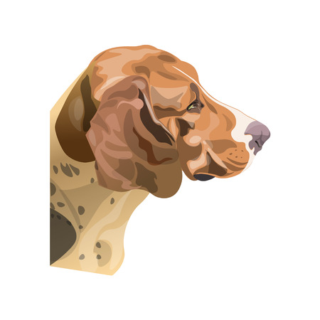 Portrait of scent hound dog. Vector illustration isolated on white backgroundのイラスト素材