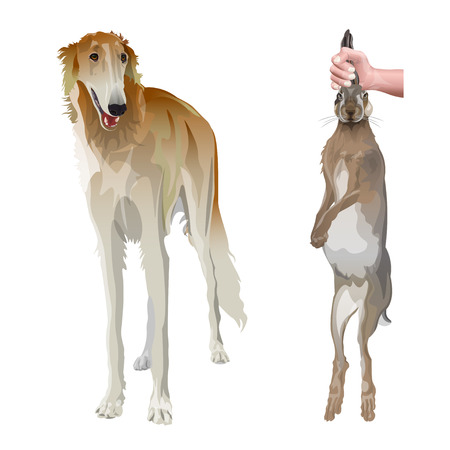 Portrait of sighthound dog in full growth with hunting hare. Borzoi or russian wolfhound. Vector illustration isolated on white backgroundのイラスト素材