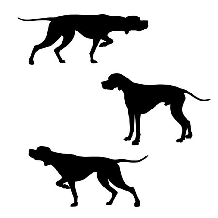 English pointer dogs silhouettes. Vector illustration isolated on white backgroundのイラスト素材