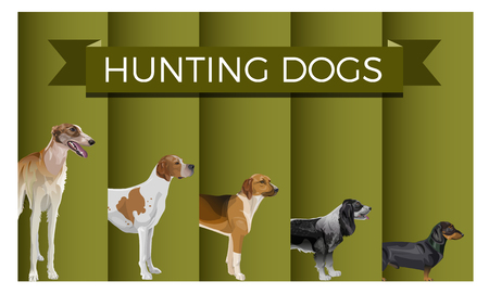 Vector set of standing in line hunting dogs. Greyhound, pointer, scent hound, spaniel and dachshund. Vector illustrationのイラスト素材