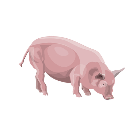 Domestic pink pig. Vector illustration isolated on white backgroundのイラスト素材