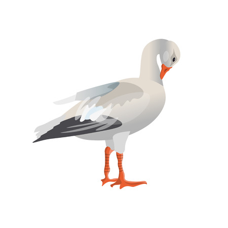 White (snow) goose cleaning its feathers. Vector illustration isolated on white backgroundのイラスト素材
