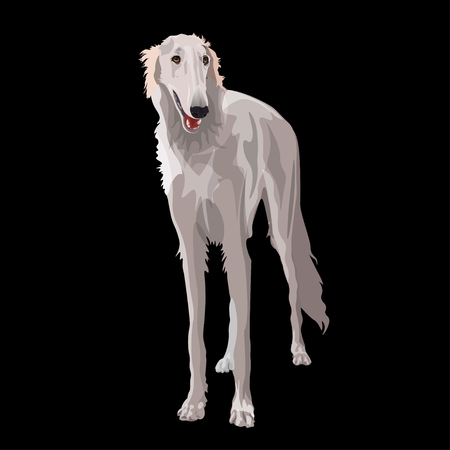 White russian borzoi dog. Vector illustration isolated on black backgroundのイラスト素材