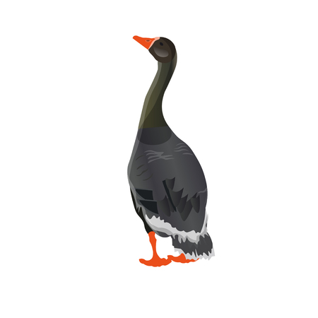Wary greylag goose. Vector illustration isolated on white backgroundのイラスト素材