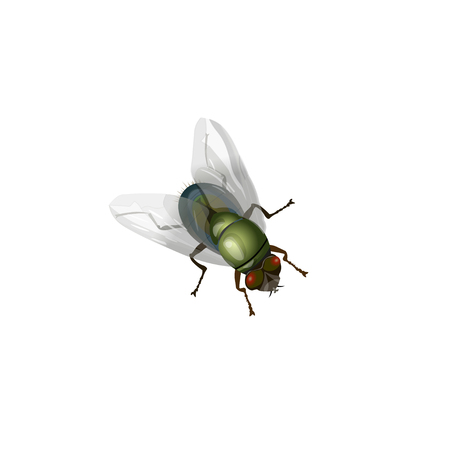 Realistic green fly insect. Vector illustration isolated on white background.のイラスト素材