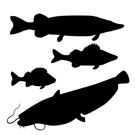 Silhouettes of freshwater predatory fishes. Pike, zander, perch, catfish. Vector illustration isolated on white backgroundのイラスト素材