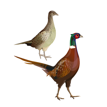 A pair of pheasants - cock and hen. Side view. Vector illustration isolated on white backgroundのイラスト素材
