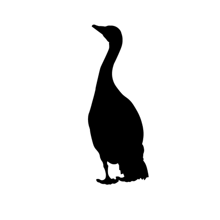 Silhouette of wary greylag goose. Vector illustration isolated on white backgroundのイラスト素材