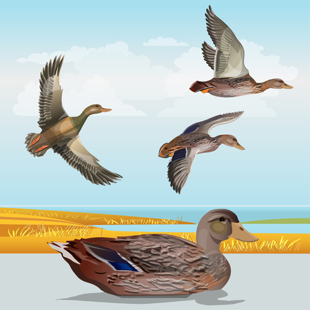 Waterscape with wild ducks. Vector illustrationのイラスト素材