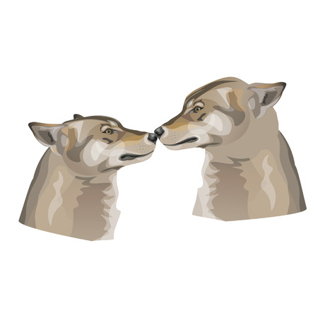 Two gray wolves kissing. Vector illustration isolated on white backgroundのイラスト素材