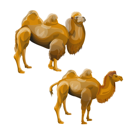 Bactrian camel. Vector illustration isolated on white backgroundのイラスト素材