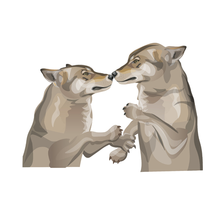 Two gray wolves kissing. Vector illustration isolated on white backgroundのイラスト素材