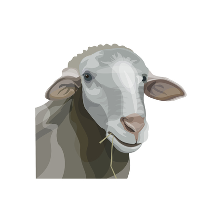 Sheep head portrait. Vector illustration isolated on white backgroundのイラスト素材